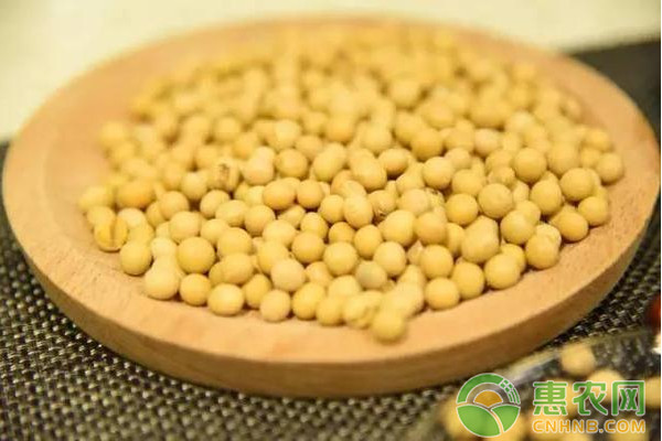 大豆怎么種植？大豆如何種植才能實現(xiàn)高產(chǎn)，今天惠農(nóng)網(wǎng)小編就圍繞這個主題來為大家介紹大豆高產(chǎn)栽培技術(shù)要點。 一、選地與選茬 選擇地勢平坦，耕層深厚，土壤肥力較高的玉米茬、<a href='http://www.iweekee.cn/p/xiaomai/' class='j-href' target='_blank'><span style='color:#FF8001'>小麥</span></a>茬為首選。 沒有深翻深松基礎的地塊，要進行秋季淺翻深松整地，，壟作地塊要起好壟，平作地塊要整平耙細，達到待播狀態(tài)。 去年秋季沒來得及整地的玉米茬，在融雪后土壤未解凍時用滅茬機械滅除地上部秸稈，土壤化凍達到耙地標準及時進行對角耙地，耙深15-18cm，耙平耙細后鎮(zhèn)壓一遍達待播狀態(tài)，適時播種，出苗后深松起壟；小麥茬在土壤化凍達到耙地標準及時對角耙地，耙深15-18cm，耙平耙細后鎮(zhèn)壓一遍達待播狀態(tài)，適時播種，出苗后深松起壟。 二、主體栽培技術(shù) 1、壟三栽培技術(shù)：壟距60-70厘米，壟上雙行精量點播，小行距15-18厘米。 2、密植栽培技術(shù)：包括大壟密植栽培、小壟密植栽培、30厘米平作窄行密植三種模式。 大壟密植栽培技術(shù)：壟距110厘米，壟上種植4行。 小壟密植栽培技術(shù)：壟距45厘米，壟上雙行栽培。 30厘米平作窄行密植：行距30厘米，平播。 三、種子及其處理 1、品種選擇 第四積溫帶主栽黑河43、克山1號，搭配種植北豆10、黑河53、金源55。第五積溫帶選擇華疆４號、北豆42號、黑河45、黑河50。第六積溫帶選擇黑河35、華疆2號、北豆36、北豆26。 2、種子質(zhì)量及處理：種子播前要進行精選，純度不低于98.0%，凈度不低于98.0%，發(fā)芽率不低于85.0%(成苗率)，含水量不高于13.0%。選用35%的多克福大豆種衣劑按藥種比1：60—80拌種。 四、施肥 首先是增施農(nóng)肥，中等肥力地塊每公頃施用量22.5噸以上?；蕼y土配方施肥。推薦施肥量：一般中等肥力地塊壟三栽培時，25-35公斤，磷酸二銨150-225公斤，鉀肥50-75公斤。采用密植栽培時，施肥量增加10-15%。大豆在初花期每公頃用磷酸二氫鉀1.5公斤，溶于200公斤水中進行噴施。 五、播種 1、播期：當?shù)販胤€(wěn)定在 7-8℃后可以適時播種。一般情況下，平原鄉(xiāng)鎮(zhèn)5月1日-5月15日；山區(qū)鄉(xiāng)鎮(zhèn)5月10日-5月25日。 2、密度：壟三栽培公頃保苗30-33萬株左右為宜，密植栽培公頃保苗40-45萬株左右為宜。 六、田間管理 （一）及時趟地 當大豆拱土時，及時趟蒙頭土，深度1厘米左右。于大豆第一片復葉展開時進行深松，深度25厘米左右為宜。大豆株高25-30厘米時進行第二次趟地，深度8-12厘米；大豆封壟前進行最后一遍趟地，深度8-12厘米。 （二）化學除草 土壤墑情好可采取土壤封閉處理,春季干旱區(qū)提倡苗后除草。 1、土壤封閉處理：在大豆播后出苗前5—7天進行，常用配方： （1）90%乙草胺1.7～l.95升+72%2，4-D丁酯0.8～1.0升或 （2 72%異丙草胺2.1～2.8升或90%2,4-D異辛酯0.45～0.6升，對水均勻噴霧。 （3）90%乙草胺1.7～1.95升+75%噻吩磺隆25～30克（或15%噻吩磺隆150～220克），對水225～300升均勻噴霧。 2、苗后莖葉處理： 在大豆出苗后，雜草2——4葉期進行，常用大豆田莖葉處理<a href='http://www.iweekee.cn/p/chucj/' class='j-href' target='_blank'><span style='color:#FF8001'>除草劑</span></a>配方：。 當田間雜草主要有稗草、藜、莧、蓼時采用配方： （1）25%氟磺胺草醚1.5～2.0升＋ 12.5%烯禾定1.0～1.5升（或5％精喹禾靈1.0～1.5升或10.8%高效蓋草能0.5-0.8升或5%精穩(wěn)殺得1.0升） 田間雜草主要是稗草、藜、莧、蓼伴生刺兒菜、苣賣菜等時采用配方： （2）25％氟磺胺草醚1.0～1.5升＋48%苯達松1.5～2.0升＋12.5％拿捕凈1.0～1.5升（或5％精喹禾靈1.0～1.5升或10.8%高效蓋草能0.5-0.8升或5%精穩(wěn)殺得1.0升） （3）48％異惡草松0.75升＋25％氟磺胺草醚0.75～1.0升＋12.5％拿捕凈1.0～1.5升（或5％精喹禾靈1.0～1.5升或10.8%高效蓋草能0.5-0.8升或5%精穩(wěn)殺得1.0升） （三）、病蟲害防治 1、大豆食心蟲：對大豆外觀品質(zhì)和商品等級影響嚴重，必須加強統(tǒng)一防治工作，根據(jù)蟲情預報，在防治時期內(nèi)如果大豆封壟好，用80％敵敵畏乳油制成毒棒熏蒸。公頃用量1.5-2公斤；如果封壟差，可用2.5％敵殺死等菊酯類<a href='http://www.iweekee.cn/p/nongyao/' class='j-href' target='_blank'><span style='color:#FF8001'>農(nóng)藥</span></a>公頃用量0.3-0.45公斤，加水500公斤，進行葉面噴施。 2、蚜蟲和紅蜘蛛：每公頃用35%賽丹乳油1000-1500毫升，或用10％的吡蟲啉1500克，或用1.8%阿維菌素制劑150毫升，兌水450-500公斤噴施。 3、灰斑病：在大豆花莢期，當葉片30％以上出現(xiàn)病斑時，用50％多菌靈可濕性粉劑或40％多菌靈膠懸劑，每公頃用量1.5公斤，兌水450公斤噴施。 4、大豆莖折?。哼x用抗病品種，用35%多克福種衣劑按照藥種比1：60-80進行包衣。均衡施肥。施肥時注意氮磷鉀的配方，避免偏施氮肥，增施磷鉀肥。合理施用化學除草劑。不使用殘留除草劑，不過量施用除草劑。 七、收獲 葉片全部落凈、豆粒歸圓時，采用機械聯(lián)合收割。割茬低，不留底莢，割茬高度以不留底莢為準，一般為4-5厘米，收割損失率小于1％，脫粒損失率小于2％，破碎率小于5％，泥花臉率小于5％，清潔率大于95%。 關(guān)于大豆的高產(chǎn)栽培技術(shù)今天就說到這，如果您覺得對您有所幫助，就請繼續(xù)關(guān)注惠農(nóng)網(wǎng)！