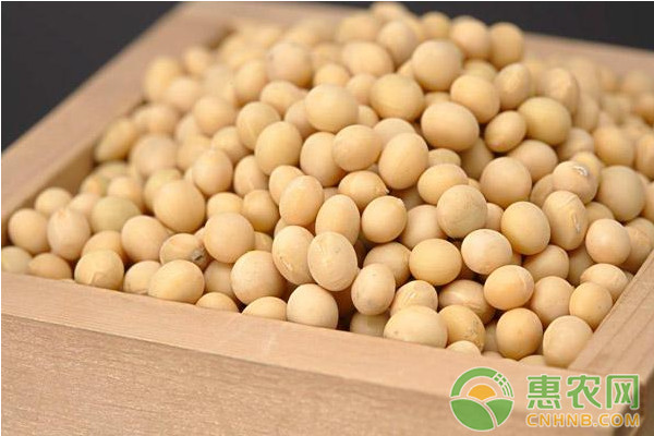 大豆怎么種植？大豆如何種植才能實現(xiàn)高產(chǎn)，今天惠農(nóng)網(wǎng)小編就圍繞這個主題來為大家介紹大豆高產(chǎn)栽培技術(shù)要點。 一、選地與選茬 選擇地勢平坦，耕層深厚，土壤肥力較高的玉米茬、小麥茬為首選。 沒有深翻深松基礎的地塊，要進行秋季淺翻深松整地，，壟作地塊要起好壟，平作地塊要整平耙細，達到待播狀態(tài)。 去年秋季沒來得及整地的玉米茬，在融雪后土壤未解凍時用滅茬機械滅除地上部秸稈，土壤化凍達到耙地標準及時進行對角耙地，耙深15-18cm，耙平耙細后鎮(zhèn)壓一遍達待播狀態(tài)，適時播種，出苗后深松起壟；小麥茬在土壤化凍達到耙地標準及時對角耙地，耙深15-18cm，耙平耙細后鎮(zhèn)壓一遍達待播狀態(tài)，適時播種，出苗后深松起壟。 二、主體栽培技術(shù) 1、壟三栽培技術(shù)：壟距60-70厘米，壟上雙行精量點播，小行距15-18厘米。 2、密植栽培技術(shù)：包括大壟密植栽培、小壟密植栽培、30厘米平作窄行密植三種模式。 大壟密植栽培技術(shù)：壟距110厘米，壟上種植4行。 小壟密植栽培技術(shù)：壟距45厘米，壟上雙行栽培。 30厘米平作窄行密植：行距30厘米，平播。 三、種子及其處理 1、品種選擇 第四積溫帶主栽黑河43、克山1號，搭配種植北豆10、黑河53、金源55。第五積溫帶選擇華疆４號、北豆42號、黑河45、黑河50。第六積溫帶選擇黑河35、華疆2號、北豆36、北豆26。 2、種子質(zhì)量及處理：種子播前要進行精選，純度不低于98.0%，凈度不低于98.0%，發(fā)芽率不低于85.0%(成苗率)，含水量不高于13.0%。選用35%的多克福大豆種衣劑按藥種比1：60—80拌種。 四、施肥 首先是增施農(nóng)肥，中等肥力地塊每公頃施用量22.5噸以上。化肥測土配方施肥。推薦施肥量：一般中等肥力地塊壟三栽培時，25-35公斤，磷酸二銨150-225公斤，鉀肥50-75公斤。采用密植栽培時，施肥量增加10-15%。大豆在初花期每公頃用磷酸二氫鉀1.5公斤，溶于200公斤水中進行噴施。 五、播種 1、播期：當?shù)販胤€(wěn)定在 7-8℃后可以適時播種。一般情況下，平原鄉(xiāng)鎮(zhèn)5月1日-5月15日；山區(qū)鄉(xiāng)鎮(zhèn)5月10日-5月25日。 2、密度：壟三栽培公頃保苗30-33萬株左右為宜，密植栽培公頃保苗40-45萬株左右為宜。 六、田間管理 （一）及時趟地 當大豆拱土時，及時趟蒙頭土，深度1厘米左右。于大豆第一片復葉展開時進行深松，深度25厘米左右為宜。大豆株高25-30厘米時進行第二次趟地，深度8-12厘米；大豆封壟前進行最后一遍趟地，深度8-12厘米。 （二）化學除草 土壤墑情好可采取土壤封閉處理,春季干旱區(qū)提倡苗后除草。 1、土壤封閉處理：在大豆播后出苗前5—7天進行，常用配方： （1）90%乙草胺1.7～l.95升+72%2，4-D丁酯0.8～1.0升或 （2 72%異丙草胺2.1～2.8升或90%2,4-D異辛酯0.45～0.6升，對水均勻噴霧。 （3）90%乙草胺1.7～1.95升+75%噻吩磺隆25～30克（或15%噻吩磺隆150～220克），對水225～300升均勻噴霧。 2、苗后莖葉處理： 在大豆出苗后，雜草2——4葉期進行，常用大豆田莖葉處理除草劑配方：。 當田間雜草主要有稗草、藜、莧、蓼時采用配方： （1）25%氟磺胺草醚1.5～2.0升＋ 12.5%烯禾定1.0～1.5升（或5％精喹禾靈1.0～1.5升或10.8%高效蓋草能0.5-0.8升或5%精穩(wěn)殺得1.0升） 田間雜草主要是稗草、藜、莧、蓼伴生刺兒菜、苣賣菜等時采用配方： （2）25％氟磺胺草醚1.0～1.5升＋48%苯達松1.5～2.0升＋12.5％拿捕凈1.0～1.5升（或5％精喹禾靈1.0～1.5升或10.8%高效蓋草能0.5-0.8升或5%精穩(wěn)殺得1.0升） （3）48％異惡草松0.75升＋25％氟磺胺草醚0.75～1.0升＋12.5％拿捕凈1.0～1.5升（或5％精喹禾靈1.0～1.5升或10.8%高效蓋草能0.5-0.8升或5%精穩(wěn)殺得1.0升） （三）、病蟲害防治 1、大豆食心蟲：對大豆外觀品質(zhì)和商品等級影響嚴重，必須加強統(tǒng)一防治工作，根據(jù)蟲情預報，在防治時期內(nèi)如果大豆封壟好，用80％敵敵畏乳油制成毒棒熏蒸。公頃用量1.5-2公斤；如果封壟差，可用2.5％敵殺死等菊酯類農(nóng)藥公頃用量0.3-0.45公斤，加水500公斤，進行葉面噴施。 2、蚜蟲和紅蜘蛛：每公頃用35%賽丹乳油1000-1500毫升，或用10％的吡蟲啉1500克，或用1.8%阿維菌素制劑150毫升，兌水450-500公斤噴施。 3、灰斑病：在大豆花莢期，當葉片30％以上出現(xiàn)病斑時，用50％多菌靈可濕性粉劑或40％多菌靈膠懸劑，每公頃用量1.5公斤，兌水450公斤噴施。 4、大豆莖折?。哼x用抗病品種，用35%多克福種衣劑按照藥種比1：60-80進行包衣。均衡施肥。施肥時注意氮磷鉀的配方，避免偏施氮肥，增施磷鉀肥。合理施用化學除草劑。不使用殘留除草劑，不過量施用除草劑。 七、收獲 葉片全部落凈、豆粒歸圓時，采用機械聯(lián)合收割。割茬低，不留底莢，割茬高度以不留底莢為準，一般為4-5厘米，收割損失率小于1％，脫粒損失率小于2％，破碎率小于5％，泥花臉率小于5％，清潔率大于95%。 關(guān)于大豆的高產(chǎn)栽培技術(shù)今天就說到這，如果您覺得對您有所幫助，就請繼續(xù)關(guān)注惠農(nóng)網(wǎng)！