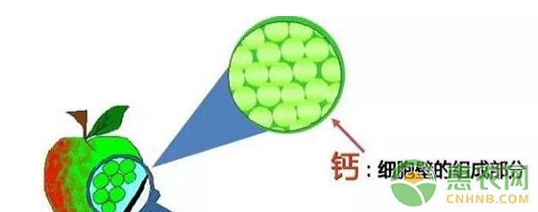 淺談柑橘膨果期的栽培管理措施