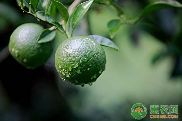 淺談柑橘膨果期的栽培管理措施