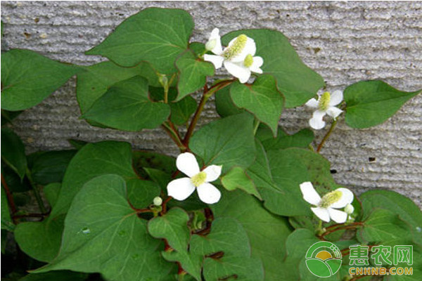 魚腥草怎么種植？魚腥草高效種植技術(shù)