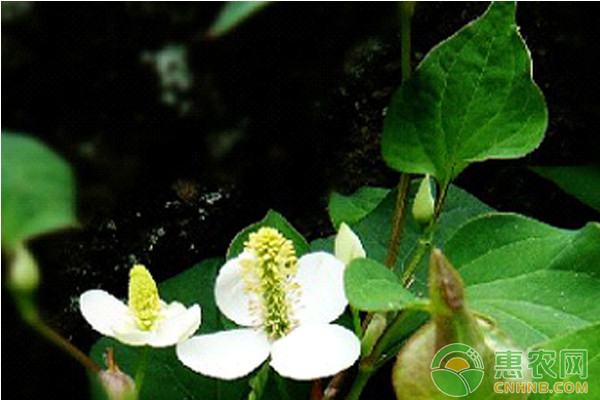 魚腥草怎么種植？魚腥草高效種植技術(shù)