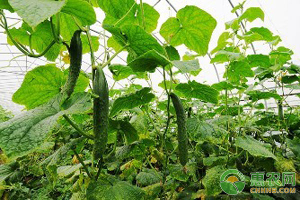 蔬菜土產(chǎn)病害預(yù)防措施