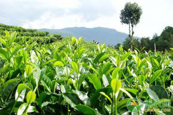 茶树种植技术