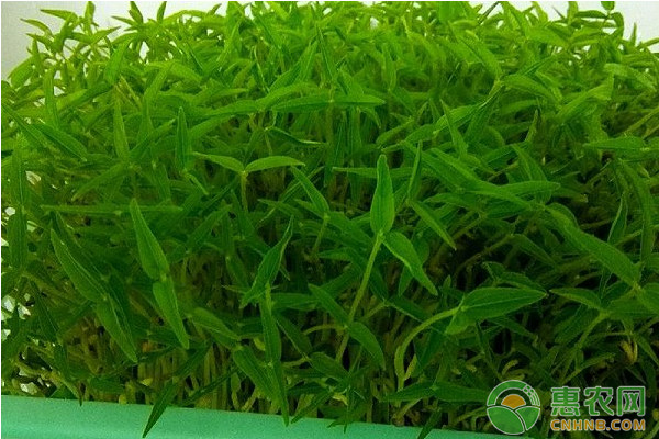 芽苗菜高效高產(chǎn)栽培管理技術(shù)要點(diǎn)