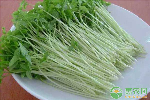 芽苗菜高效高產(chǎn)栽培管理技術(shù)要點(diǎn)