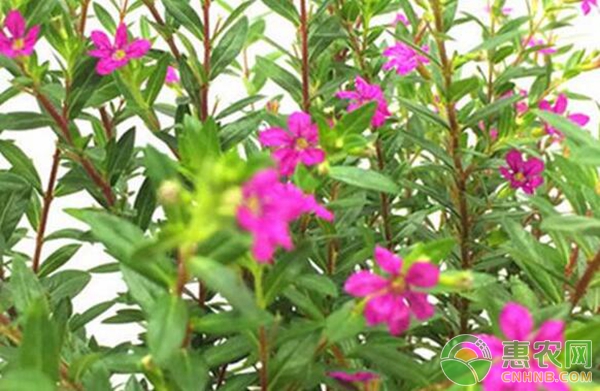 <a href='http://www.iweekee.cn/p/huahui/' class='j-href' target='_blank'><span style='color:#FF8001'>花卉</span></a>養(yǎng)殖