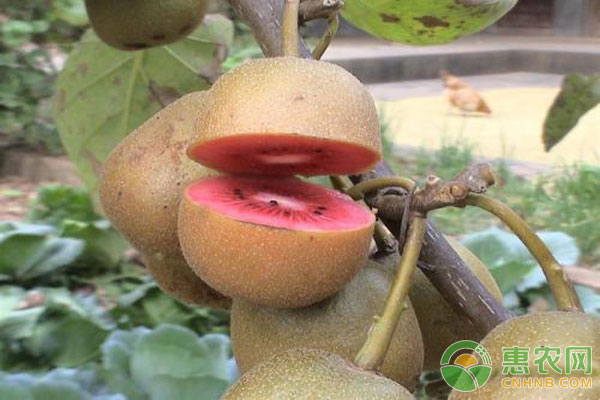 獼猴桃種植技術(shù)