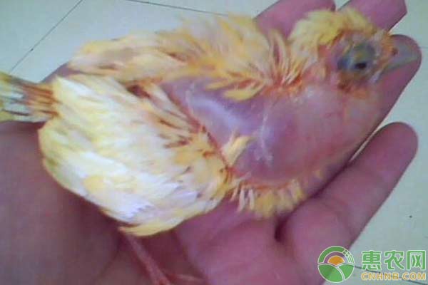 雞皮下氣腫處理措施