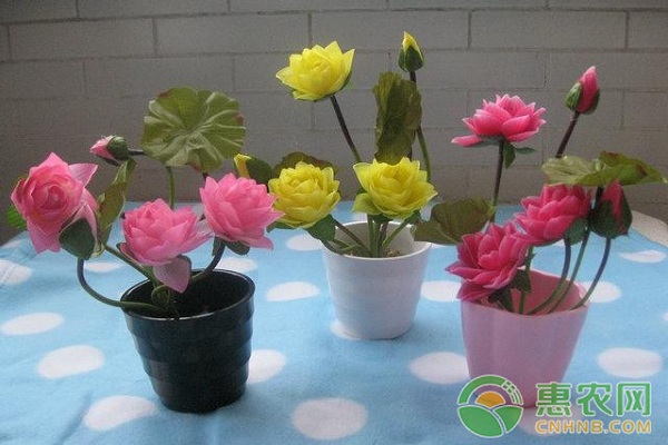 陸蓮花盆栽<a href='http://www.iweekee.cn/t/42176.html' class='j-href' target='_blank'><span style='color:#FF8001'>種植技巧</span></a>及日常養(yǎng)護管理方法