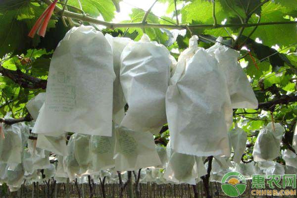水果種植為什么要套袋？