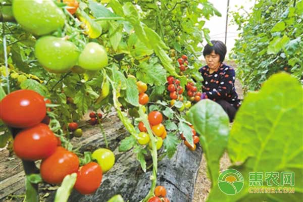 番茄整枝打杈存在的误区及解决办法