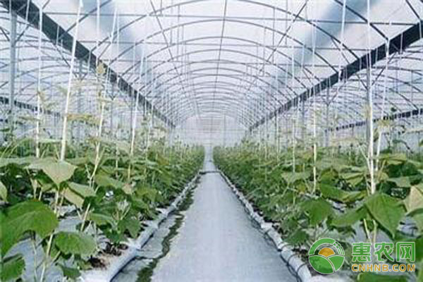 大棚種植技術(shù)
