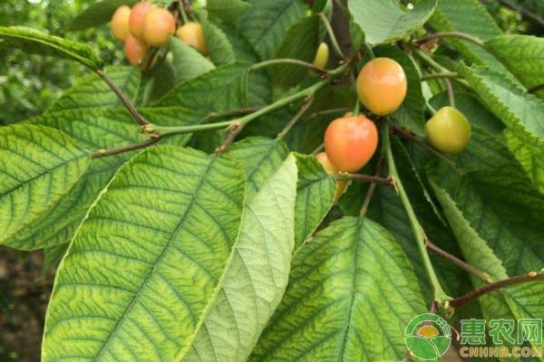 果树发黄原因分析及预防措施