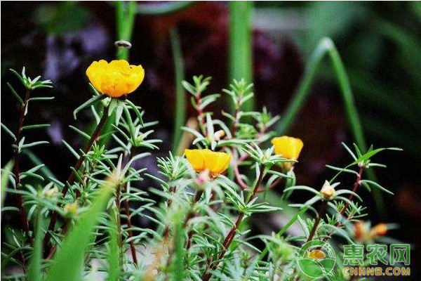 金銀花“華金6號”高產(chǎn)栽培管理技術(shù)要點