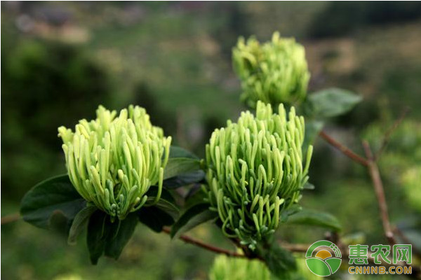 金銀花“華金6號”高產(chǎn)栽培管理技術(shù)要點