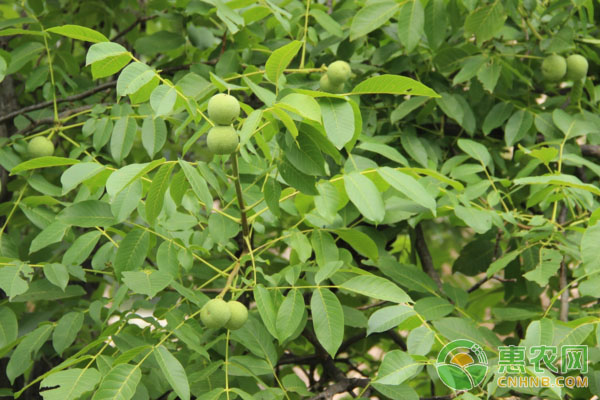 提高產(chǎn)量
