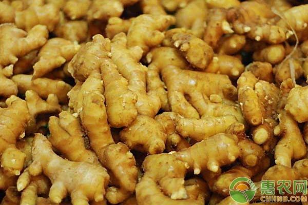 生姜種植你要注意這幾點(diǎn)