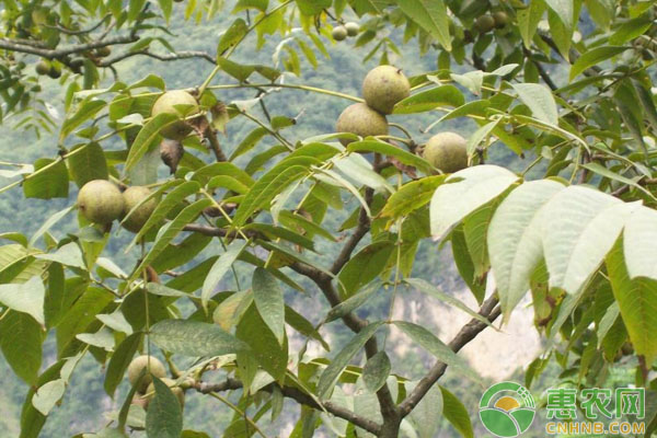 核桃樹種植