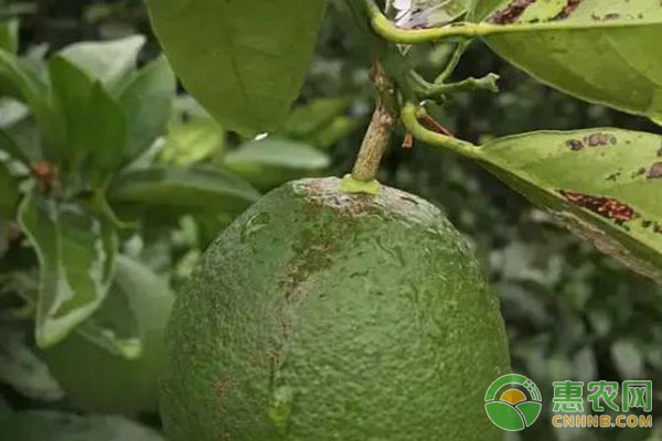 柑橘砂皮病防治技術(shù)