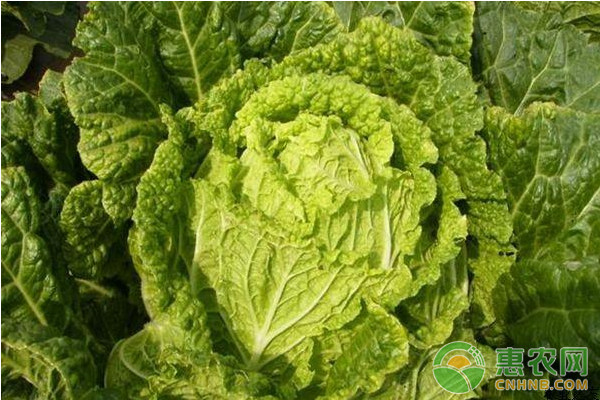 蔬菜幼苗化學(xué)調(diào)控技術(shù)的研究與應(yīng)用