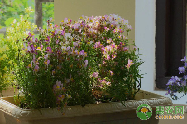 養(yǎng)花之路
