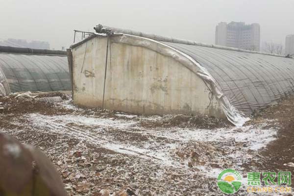 下雪天蔬菜大棚管理技巧