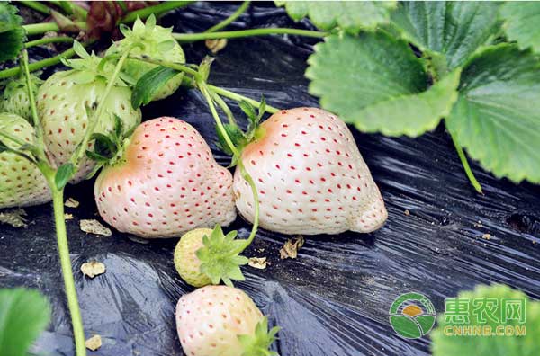 桃熏草莓綠色無公害栽培技術(shù)