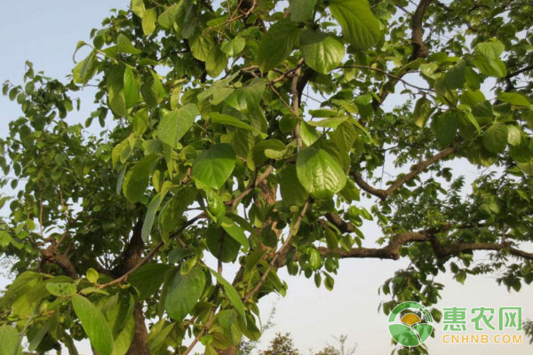 果樹種植
