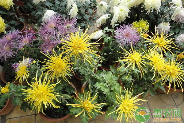 <a href='http://www.iweekee.cn/t/137472.html' class='j-href' target='_blank'><span style='color:#FF8001'>盆栽菊花</span></a>