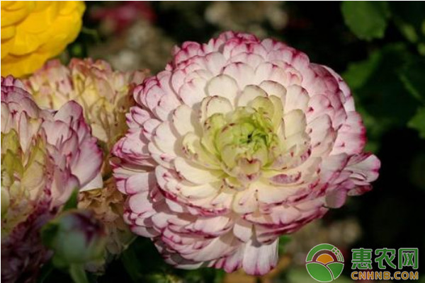 花毛茛塊根貯藏方法及盆栽種植技術(shù)