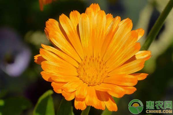 淺談金盞花種植技術(shù)
