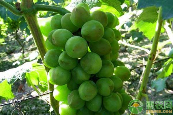 葡萄種植常見問題：葡萄日灼病防治措施