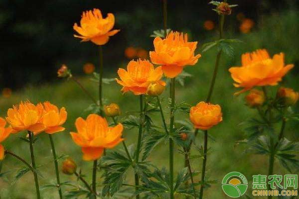 淺談金盞花種植技術(shù)