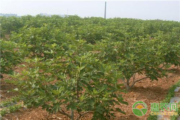 果樹(shù)培植方法