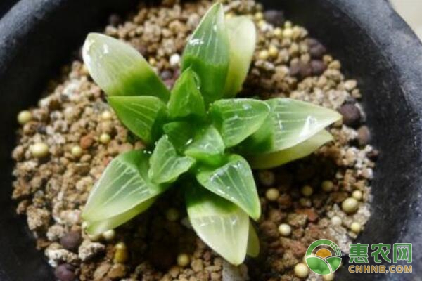青鳥壽的養(yǎng)殖技巧