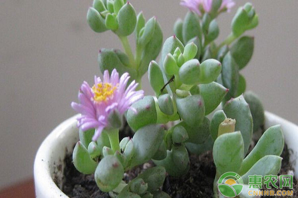 白鳳菊如何養(yǎng)殖