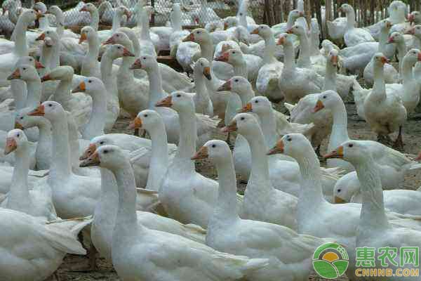 肉鹅快速出栏养殖技术