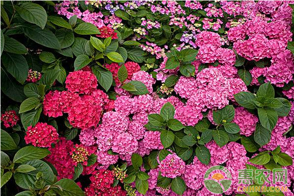 八仙花盆栽养殖方法及主要病虫害防治技术