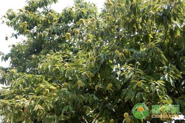 板栗生態(tài)化種植注意事項