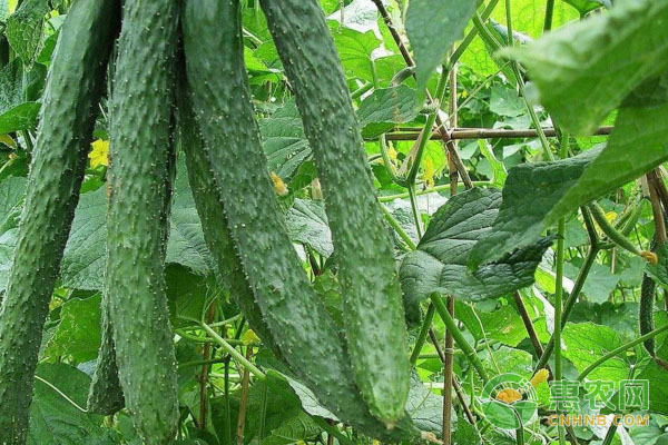 袋式無(wú)土栽培黃瓜有哪些益處？