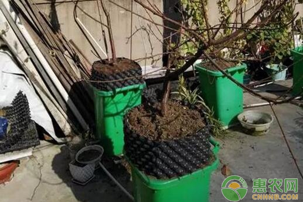 用阻根器圍住