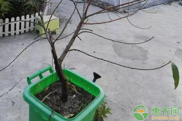 在樹(shù)根下面墊土