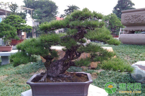 黑松育新苗：容器育苗小訣竅
