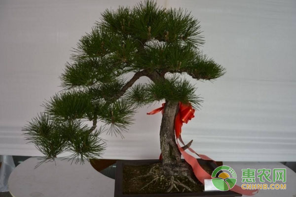 黑松育新苗：容器育苗注意事項(xiàng)