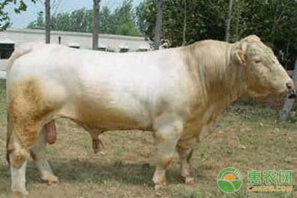 <a href='http://www.iweekee.cn/t/45379.html' class='j-href' target='_blank'><span style='color:#FF8001'>肉牛養(yǎng)殖</span></a>技術