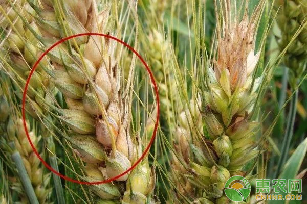 小麥有哪些常見病蟲害？小麥常見病蟲害及其防治措施