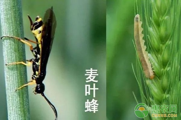 小麥有哪些常見病蟲害？小麥常見病蟲害及其防治措施