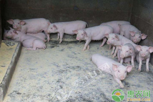 產(chǎn)房母豬產(chǎn)后哺乳飼料護理