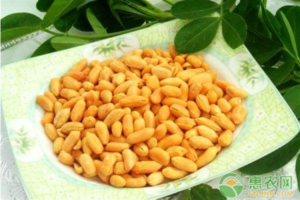 花生機(jī)械化生產(chǎn)關(guān)鍵技術(shù)